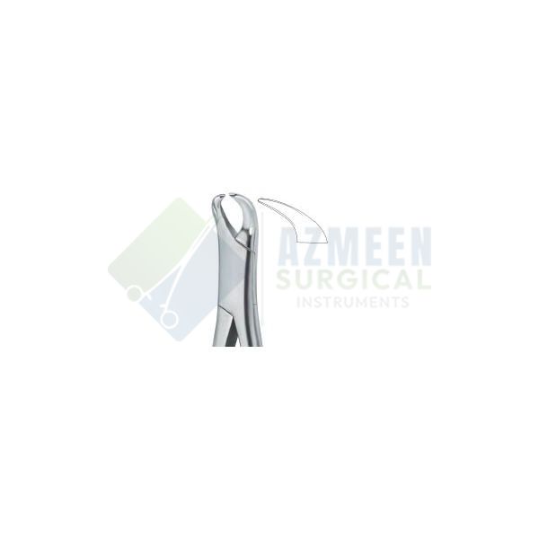 Molars