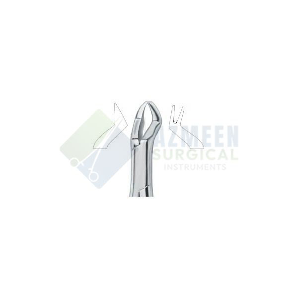  Nevius Molars , Right 88R