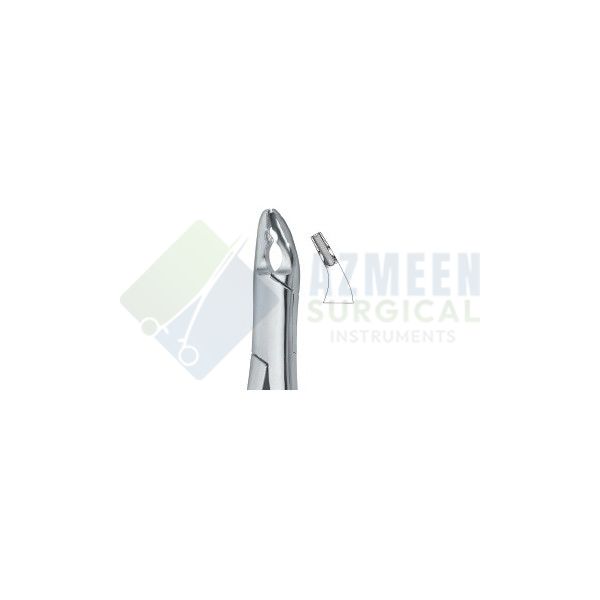  Bicuspids and Incisors , Roots 150X